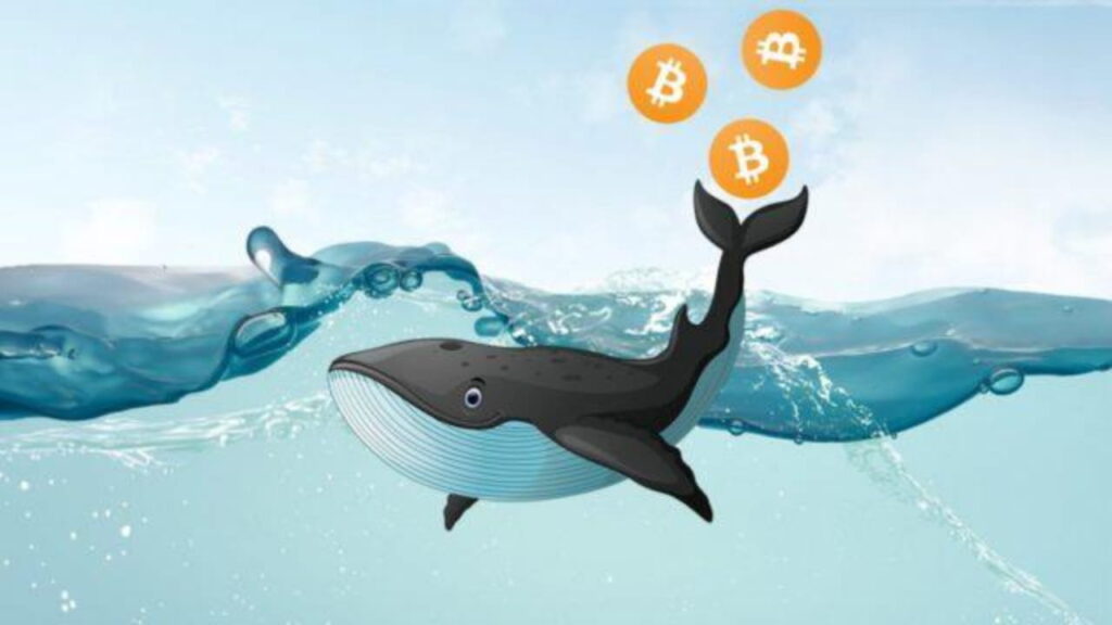 Whale Impact on Bitcoin Momentum